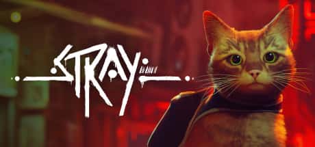 Stray header image
